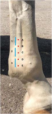 Subclinical Ultrasonographic Abnormalities of the Suspensory Ligament Branches Are Common in Elite Showjumping Warmblood Horses